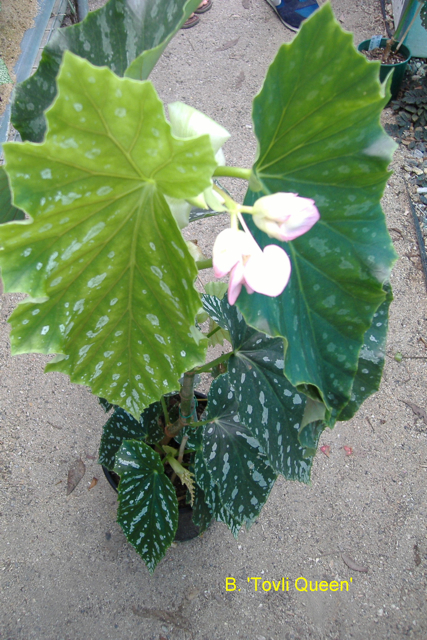 B. ‘Tivoli Queen’